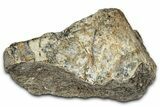 Dinosaur (Triceratops) Frill Shield Section - Montana #347961-1